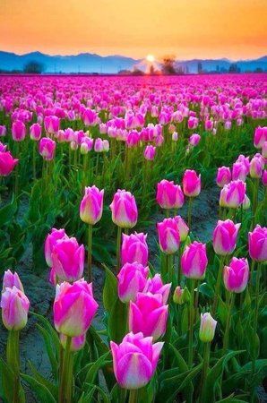 tulipanes.jpg