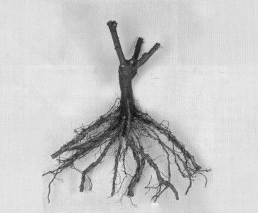 root20pruned.jpg