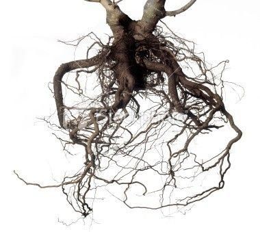istockphoto_7504041-root.jpg