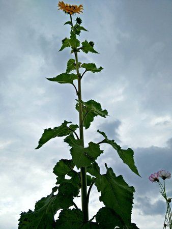 IMG_20150815_170313.jpg