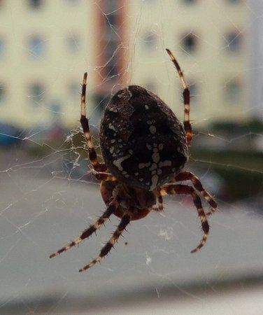 Spinne.jpg