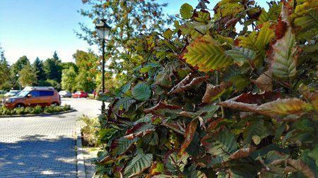 IMG_20151004_133217.jpg