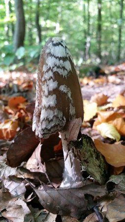 20151011_132130.jpg