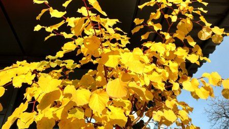 IMG_20151025_141931810_HDR.jpg