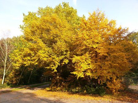 2015-10-26 15.11.47.jpg