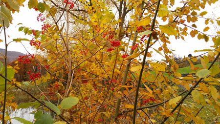 IMG_20151107_141150.jpg