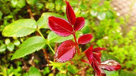 IMAG0213.jpg