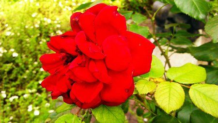 IMAG0212.jpg