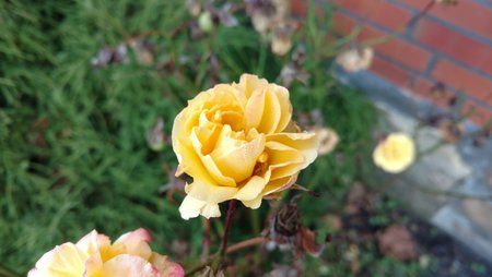 IMG_20151208_094854970.jpg