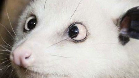 Das-schielende-Opossum-Heidi.jpg