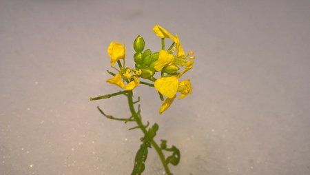 WP_20160106_13_55_41_Pro.jpg