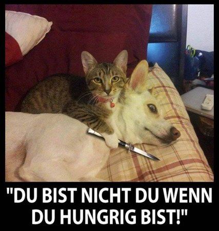 47096-hungrige-stimmung.jpg
