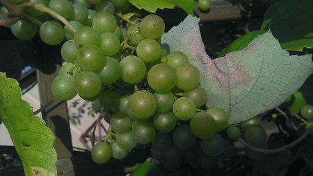 IMAG0417.jpg