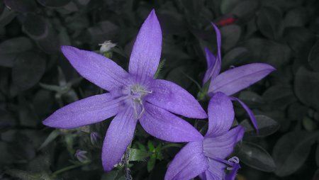 IMAG0519.jpg