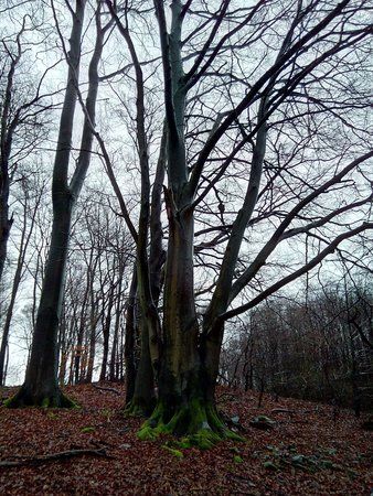 IMG_20160222_080847_1.jpg