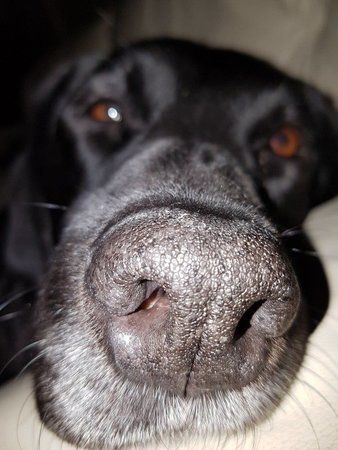Rocco_2.jpg