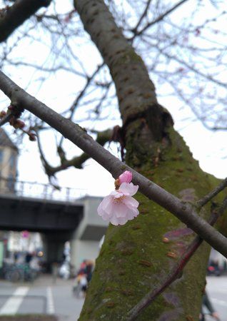 es wird Frühling.jpg