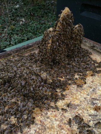 Bienenfoto.jpg