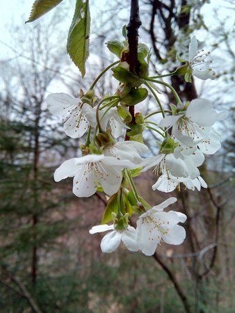 IMG_20160416_073241_1.jpg