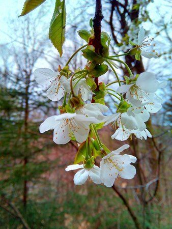 IMG_20160416_073241_1-01.jpeg