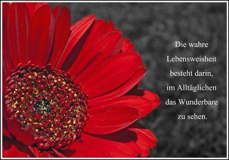 comp_blume spruch.jpg