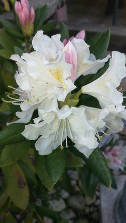 IMG_20160508_103149.jpg