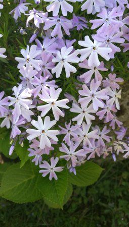 IMG_20160508_103225.jpg