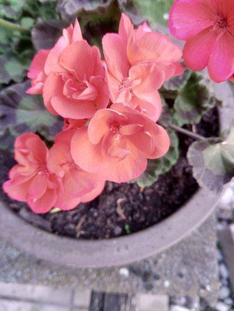 IMG_20160512_200259.jpg