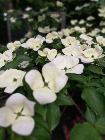 IMG_20160525_184908.jpg