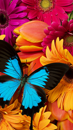 10_Butterfly.png