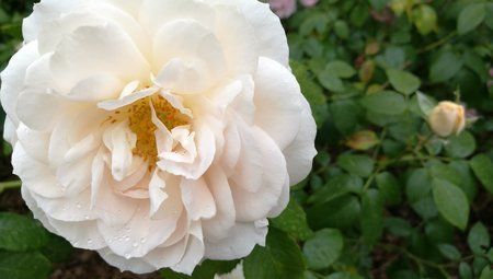 IMG_20160605_144043.jpg
