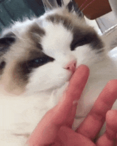 ezgif-1773496000.gif