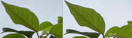 baum.PNG