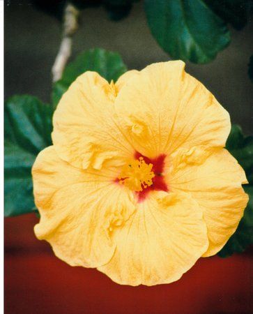 gelbe Hibiskus Sun Island.jpg