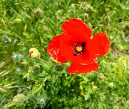 Mohn.jpg