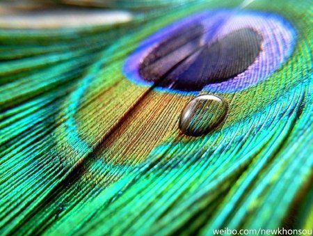 Meizu-MX6-Peacock.jpg