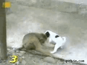 ezgif-2413754607.gif