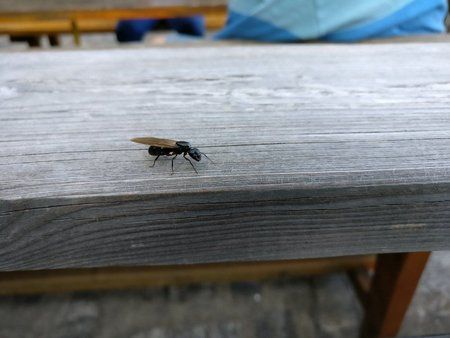 IMG_20160623_181348.jpg