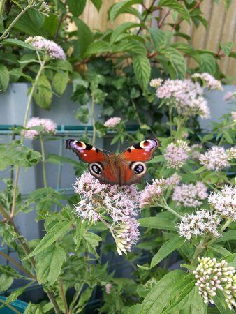 IMG_20160724_164906.jpg