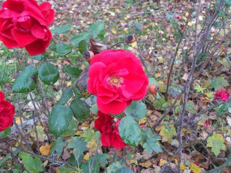 DSC_00121.jpg