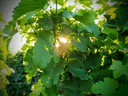 20160830_190808.jpeg