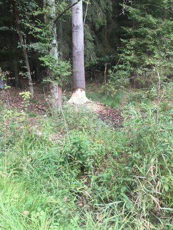 IMG_0586.jpg