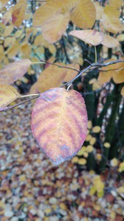 IMG_20161026_180312.jpg