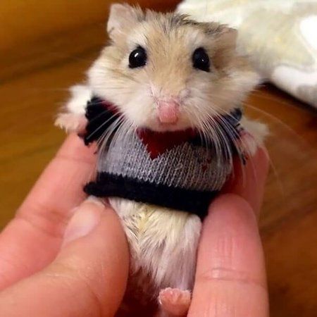 Maus.jpg