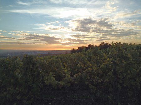 Herbst im Weinberg.jpeg