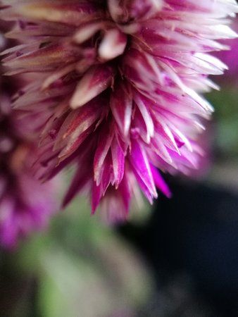 Blüte.jpg