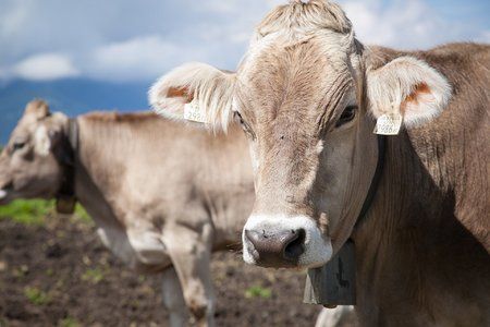 cow-1527880_1920.jpg