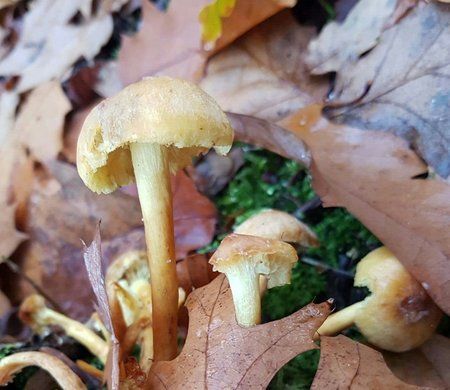 20161109_181052-05.jpeg