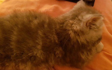IMG-20161127-WA0003.jpg