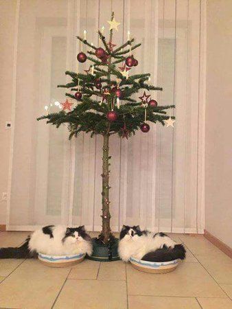 IMG-20161207-WA0003.jpg